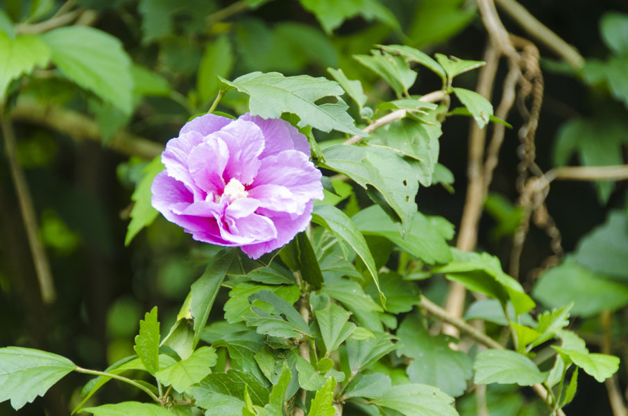 Flor rosa - Bac Ha - Vietnam